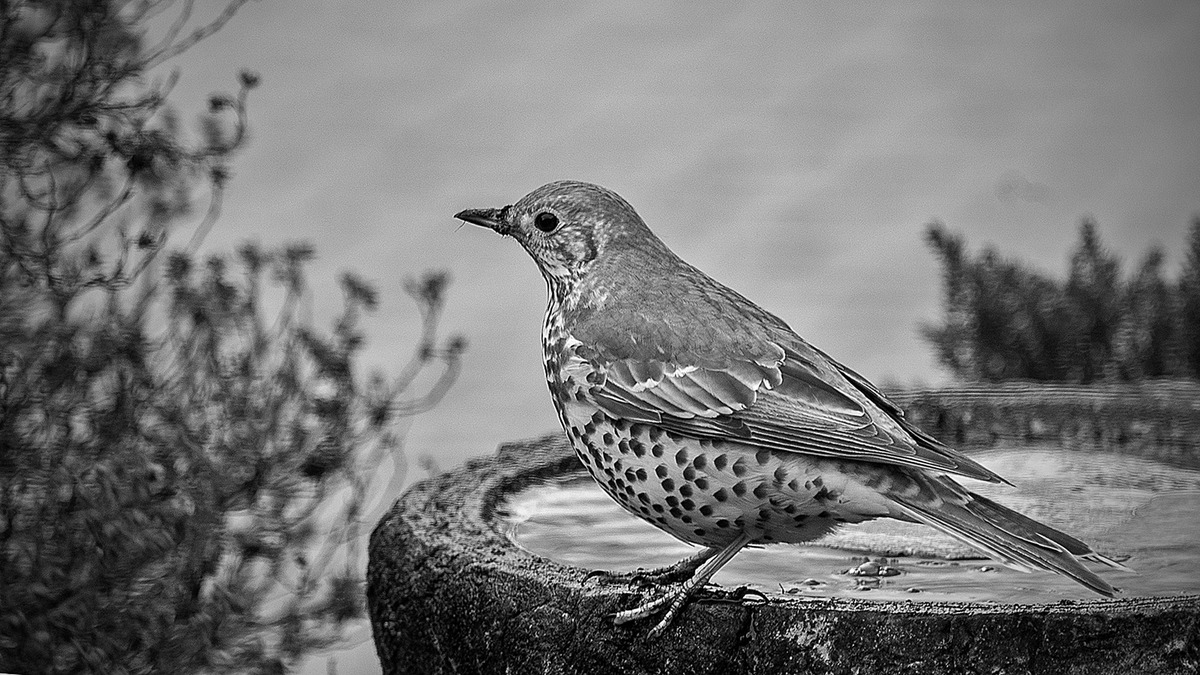 Thrush on Frozen Bird Bath